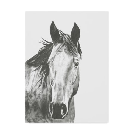 Naomi Mccavitt 'Wildlife Snapshot Horse I' Canvas Art,14x19